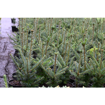 Jodła Frasera-Abies fraseri