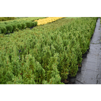 Żywotnik zachodni Brobeck's Tower - Thuja occidentalis