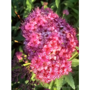 Tawuła japońska Neon Flash-Spiraea japonica