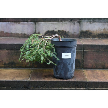 Choina kanadyjska Cole's Prostrate -Tsuga canadensis 0009