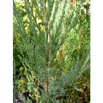 Jałowiec skalny Blue Arrow - Juniperus scopulorum