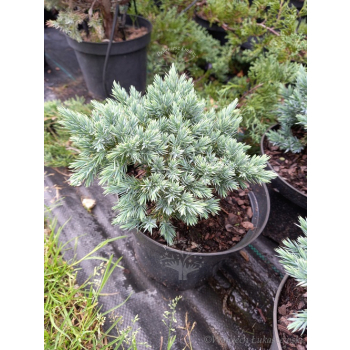 Jałowiec łuskowy Blue Star-Juniperus squamata