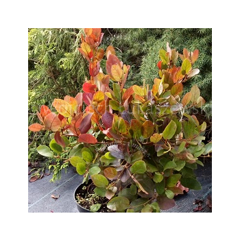 Fotergilla olszolistna Harold Epstein-Fothergilla gardenii