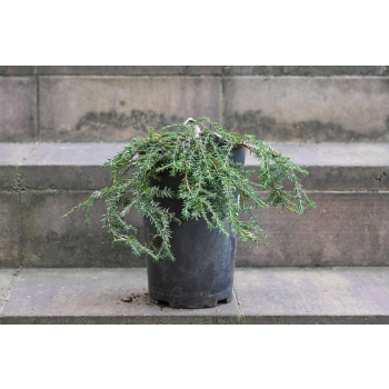 Choina kanadyjska Cole's Prostrate -Tsuga canadensis 0007