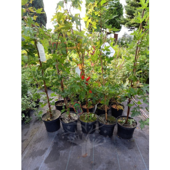 Klon ściętolistny - Acer truncatum
