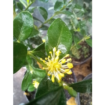 Bukszpan wieczniezielony Pyramidalis-Buxus sempervirens