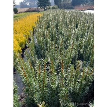Taxus baccata Kazimierz Nowak