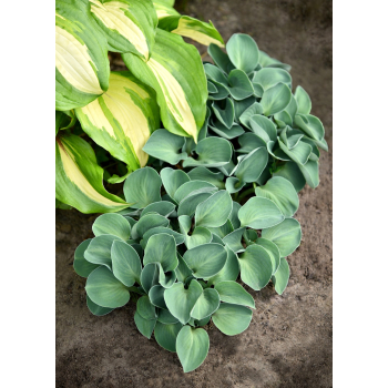 Funkia Blue Mouse Ears - Hosta hybrid