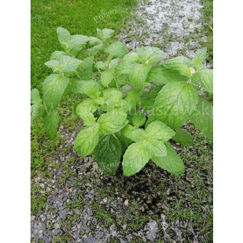 Mięta ogrodowa-Mentha