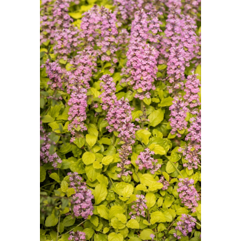 Dąbrówka rozłogowa Gold Chang - Ajuga reptans