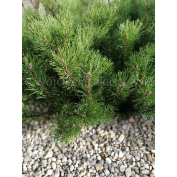 Kosodrzewina pumilio-Pinus mugo var.pumilio