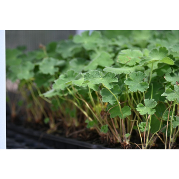 Bodziszek Renarda Philippe Vapelle - Geranium renardii