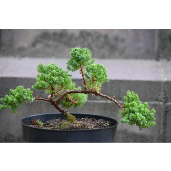 Jałowiec rozesłany Nana - Juniperus procumbens 0021