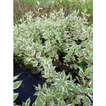 Dereń biały Elegantissima-Cornus alba