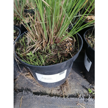Przyostnia Lindheimera - Muhlenbergia Lindheimeri