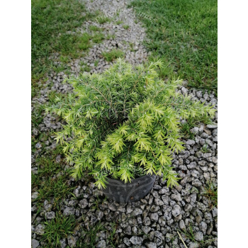 Choina kanadyjska Jeddeloh-Tsuga canadensis