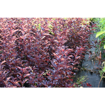 Pęcherznica kalinolistna Centre Glow - Physocarpus opulifolius