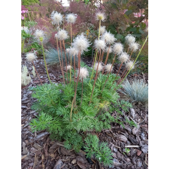 Sasanka zwyczajna Pinwheel Blue Violet Shades  - Pulsatilla vulgaris