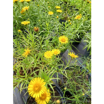 Oman wąskolistny-Inula ensifolia Compacta
