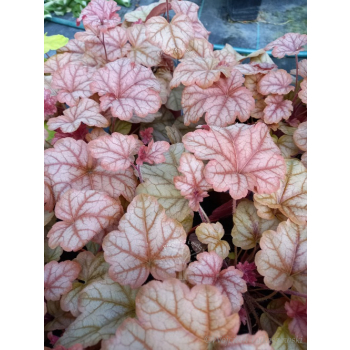 Żuraweczka-Heucherella Copper Cascade