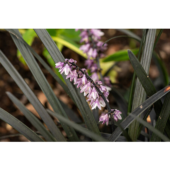 Konwalnik płaskopędowy Nigrescens - Ophiopogon planiscapus Nigrescens