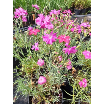 Goździk siny-Dianthus gratianopolitanus