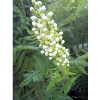 Tawlina jarzębolistna Sem-Sorbaria sorbifolia
