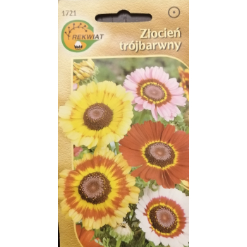 Złocień trójbarwny