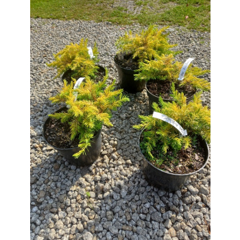 Jałowiec nadbrzeżny Allgold-Juniperus conferta