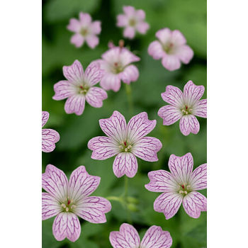 Bodziszek versicolor - Geranium