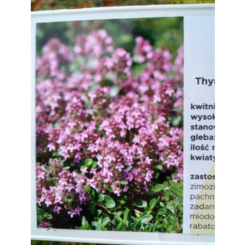 Macierzanka piaskowa Magic Carpet - Thymus serpyllum