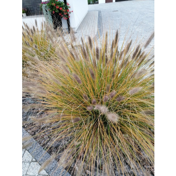 Rozplenica japońska Hameln - Pennisetum alopecuroides