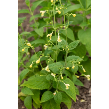 Kocimiętka himalajska - Nepeta govaniana