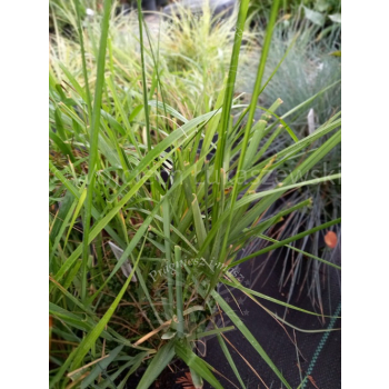 Turówka wonna-Hierochloe odorata