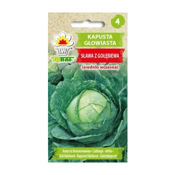 Kapusta głowiasta Sława z Gołębiewa
