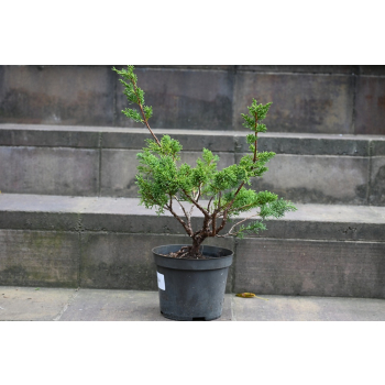 Jałowiec chiński Shimpaku - Juniperus chinensis 0084