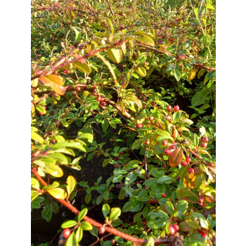 Irga Dammera Cardinal-Cotoneaster dammeri