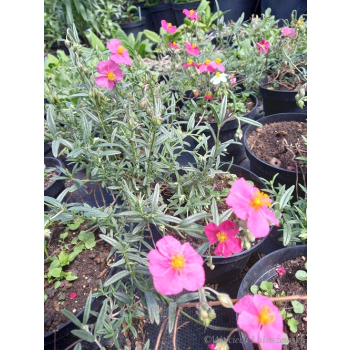 Posłonek-Helianthemum mutabile