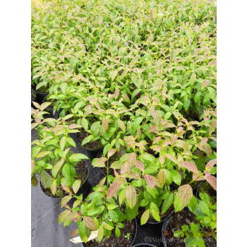 Dereń powabny Lady Jane-Cornus amomum