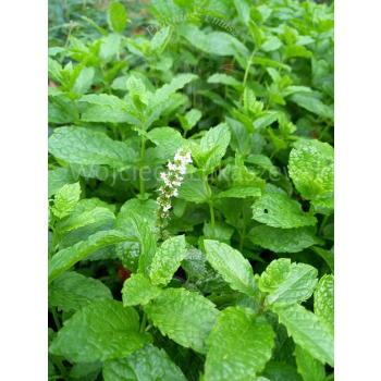 Mięta marokańska-Mentha spicata Moroccan
