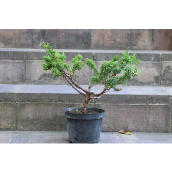 Jałowiec chiński Shimpaku - Juniperus chinensis 0083