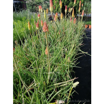 Trytoma groniasta-Kniphofia