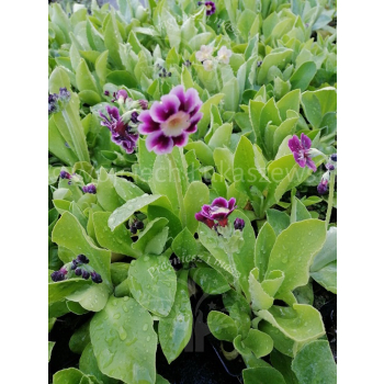 Pierwiosnek omszony-Primula pubescens