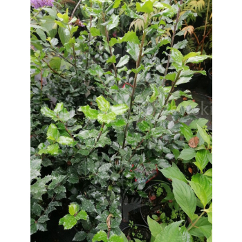 Ostrokrzew Blue Prince-Ilex x meserveae