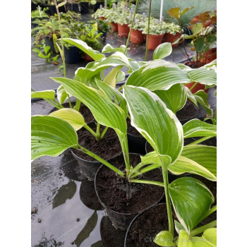 Funkia z białymi obrzeżami-Hosta