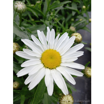 Złocień wielki Silver Princess-Leucanthemum maximum