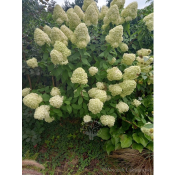Hortensja bukietowa Limelight-Hydrangea paniculata