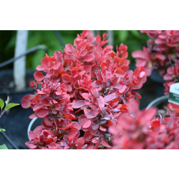 Berberys Thunberga Ruby Star - Berberis thunbergii