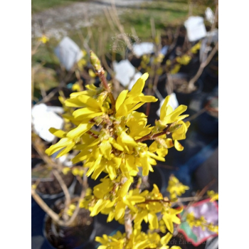 Forsycja pośrednia Spectabilis-Forsythia x intermedia