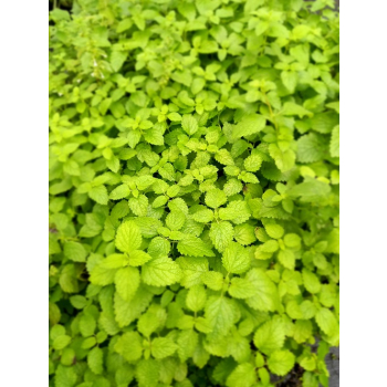 Melisa lekarska-Melissa officinalis